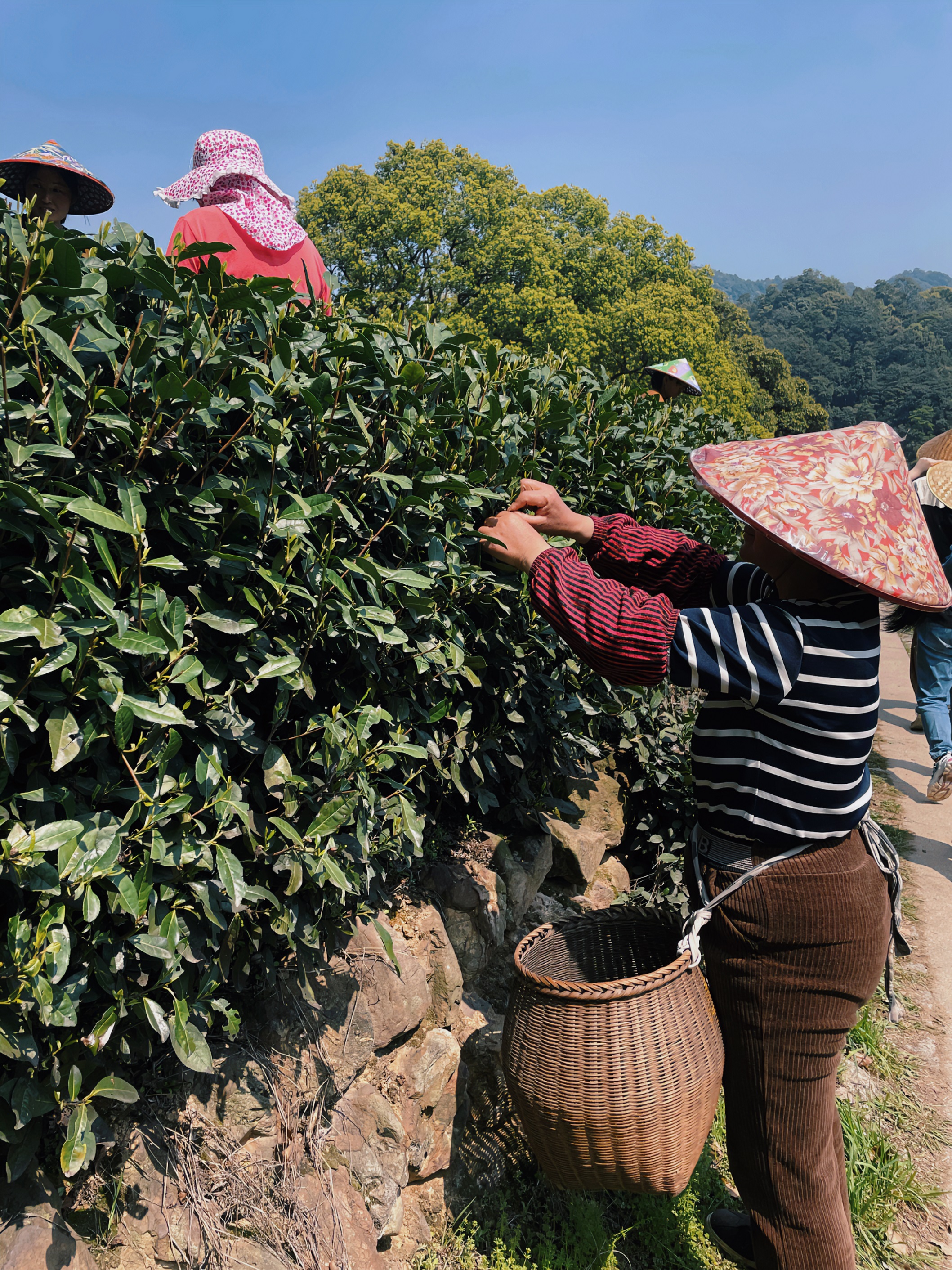 LD官方电竞(中国)有限公司官网国贸六部联合举办“以茶之名”茶酒文化交流活动